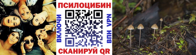 купить   Алзамай  Псилоцибиновые грибы Magic Shrooms 
